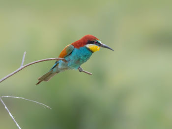 Close-up of bird perching on branch