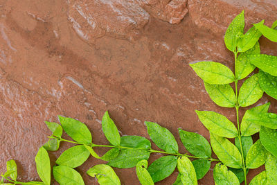 High angle view of wet leaves on wall