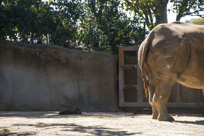 Elephant on stone wall against trees