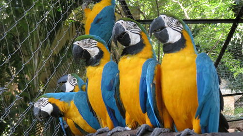 Close-up of parrot in cage