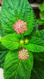 Close-up of pink flowering plant