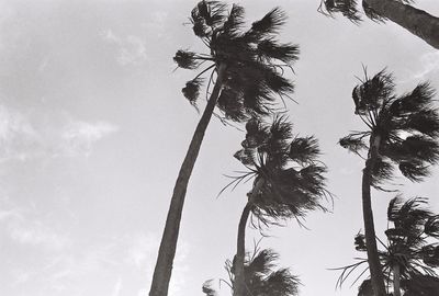 Low angle view of palm trees against sky