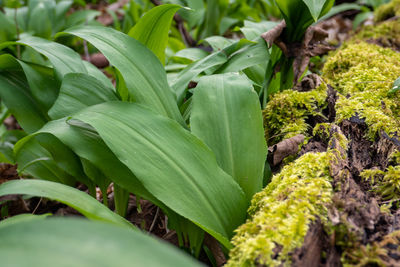 Close-up of fresh green plants