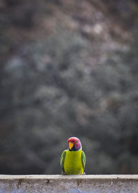 Close-up of parrot perching on wall