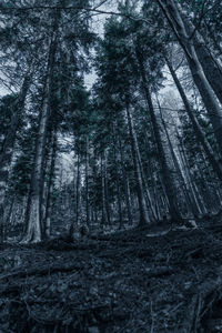 Low angle view of trees in forest
