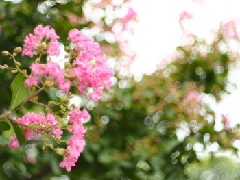 Close-up of pink flowering plants