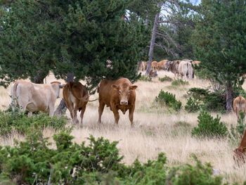 Cows standing in a garden