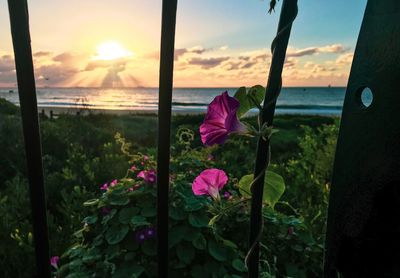 Close-up of pink flowering plants by sea against sky during sunset