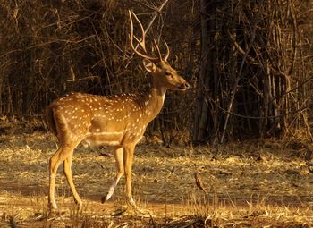Deer walking in forest
