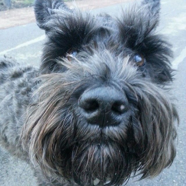 one animal, animal themes, domestic animals, pets, mammal, dog, animal hair, close-up, animal head, portrait, looking at camera, animal body part, focus on foreground, day, no people, snout, outdoors, relaxation, front view, canine