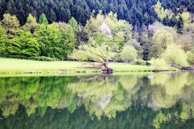 Scenic view of lake by trees in forest