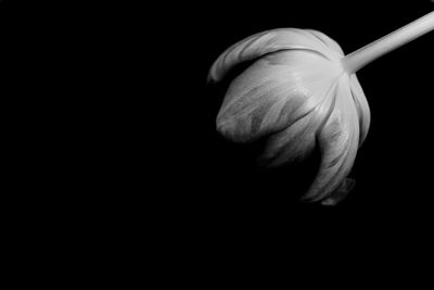 Close-up of flower over black background