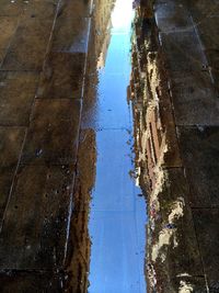 Reflection of trees in puddle