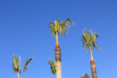 Low angle view of coconut palm tree against clear blue sky