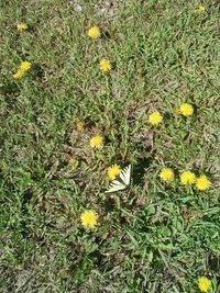 Yellow flowers blooming in field