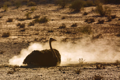 View of a bird on a field