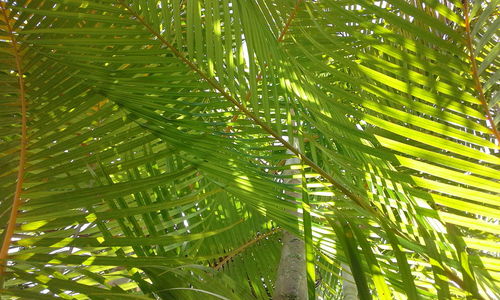 Low angle view of palm tree leaves