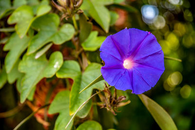 Close-up of purple flowering plant