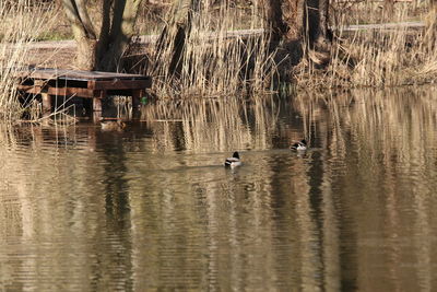 Ducks swimming in lake