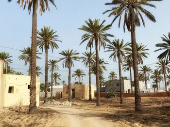 Palm trees on beach