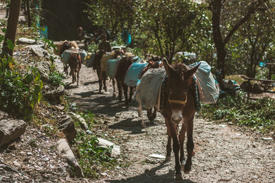 Donkeys walking with man in forest