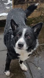 Close-up portrait of black dog standing on wet footpath