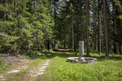 Dirt road amidst trees in forest