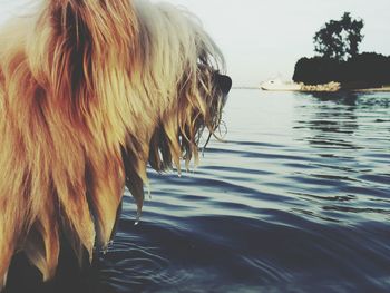 Close-up of dog in lake against sky