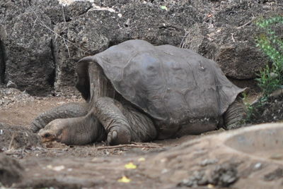 View of elephant lying on land