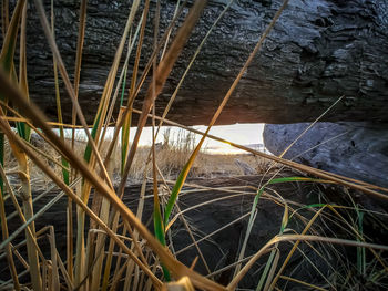 High angle view of dry plants in lake