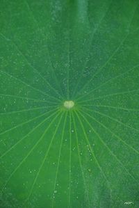 Full frame shot of green leaves