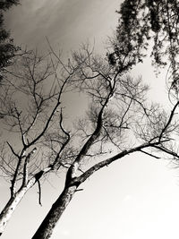 Low angle view of silhouette bare tree against sky