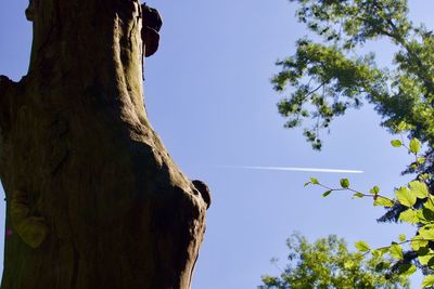 Low angle view of tree against sky