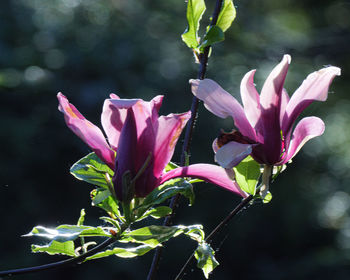 Close-up of pink flowering plant