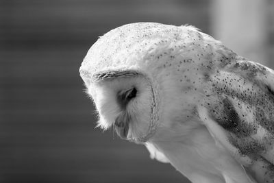 Close-up of barn owl