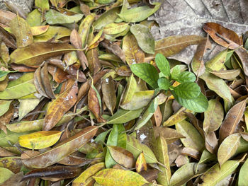 High angle view of leaves