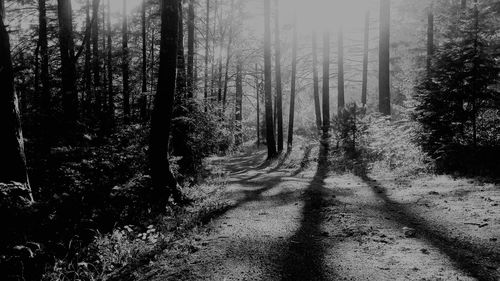 Trees in forest