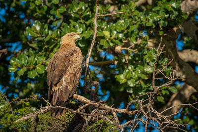 Steppe eagle on sunlit branch facing right