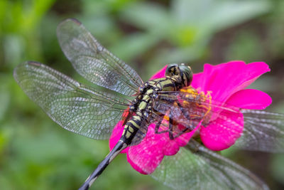 Close-up of dragonfly sitting on flower head