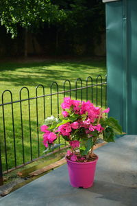 Close-up of pink flower potted plant