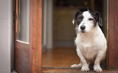 Close-up of a dog looking away