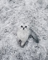Portrait of cat sitting on floor