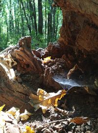 Close-up of tree trunk in forest