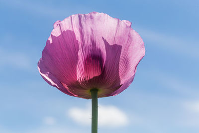 Close-up of pink flower against sky