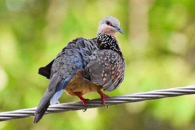 Close-up of bird perching on branch