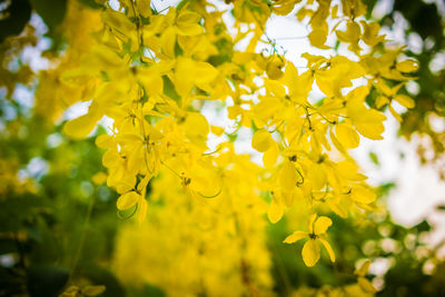 Close-up of yellow flowering plant on field