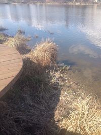 Plants in water