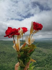 Cropped image of hand holding flowers against landscape