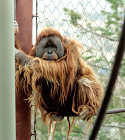 Portrait of monkey sitting on fence at zoo