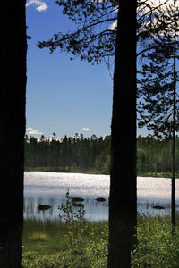 Bare trees on lakeshore